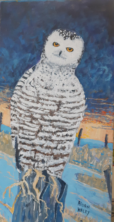 Snowy Owl  12 x 24 Acr    $500